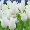 Тюльпан Лілієподібний White Elegance