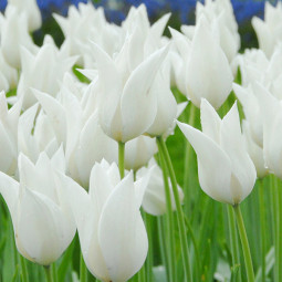 Тюльпан Лілієподібний White Elegance