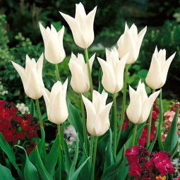 Тюльпан лілієподібний White Triumphator