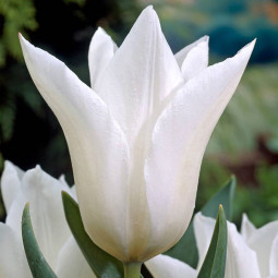 Тюльпан лілієподібний White Triumphator