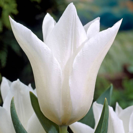 Тюльпан лілієподібний White Triumphator