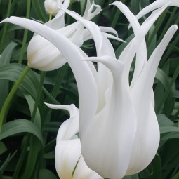 Тюльпан Лілієподібний White Star