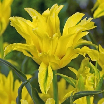Тюльпан Лілієподібний Yellow Spider Ексклюзив
