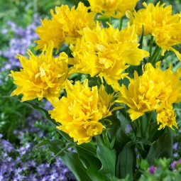 Тюльпан Лілієподібний Yellow Spider Ексклюзив