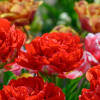 Тюльпан Махровий Bombastic Red