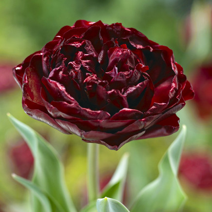 Тюльпан Махровый Uncle Tom