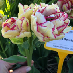 Тюльпан Махровий + Багатоквітковий Belicia (premium) Тюльпан Махровий + Багатоквітковий Belicia (premium)