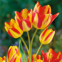 Тюльпан Мультифлора Florette