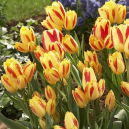 Тюльпан Мультифлора Florette
