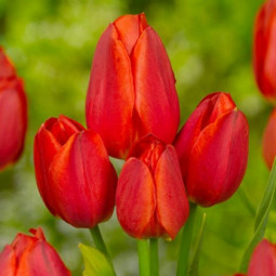 Тюльпан Мультифлора Orange Bouquet