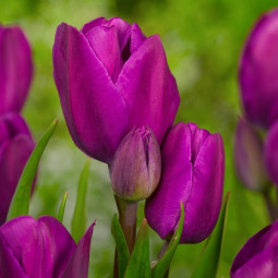 Тюльпан Мультифлора Purple Bouquet