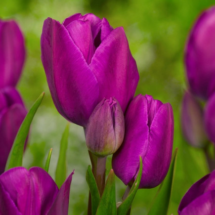 Тюльпан Мультифлора Purple Bouquet