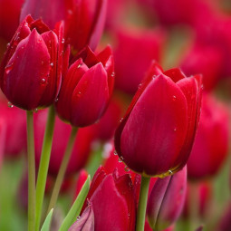 Тюльпан Мультифлора Red Bouquet
