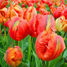 Тюльпан Папуговий Flower Power