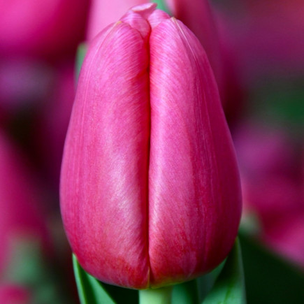 Тюльпан Тріумф Ace of Spades 12/+ ПРЕМІУМ ЯКІСТЬ