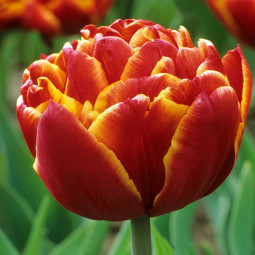 Тюльпан Махровий Allegretto 12/+ ПРЕМІУМ ЯКІСТЬ