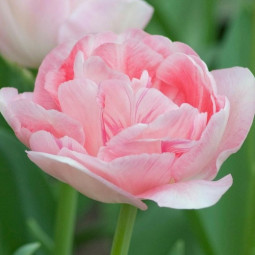 Тюльпан Махровий Angelique 12/+ ПРЕМІУМ ЯКІСТЬ