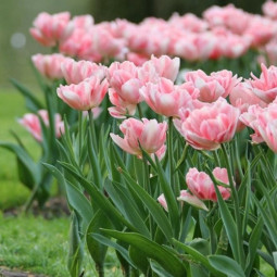 Тюльпан Махровий Angelique 12/+ ПРЕМІУМ ЯКІСТЬ