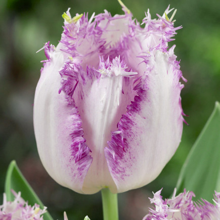 Тюльпан Оторочений Aria Cards 12/+ ПРЕМІУМ ЯКІСТЬ