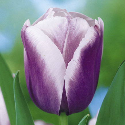 Тюльпан Тріумф Holland Beauty 12/+ ПРЕМІУМ ЯКІСТЬ