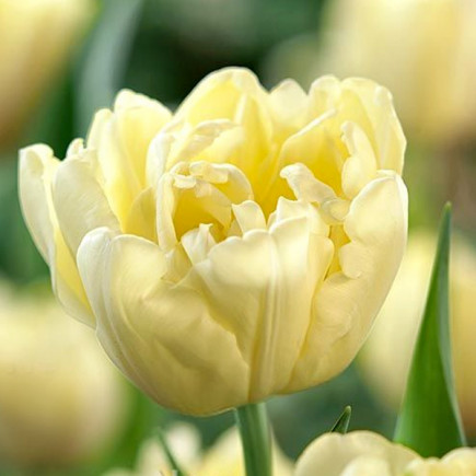 Тюльпан Махровий Avant Garde 12/+ ПРЕМІУМ ЯКІСТЬ