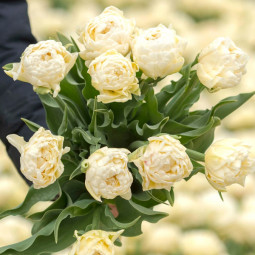 Тюльпан Махровий Avant Garde 12/+ ПРЕМІУМ ЯКІСТЬ