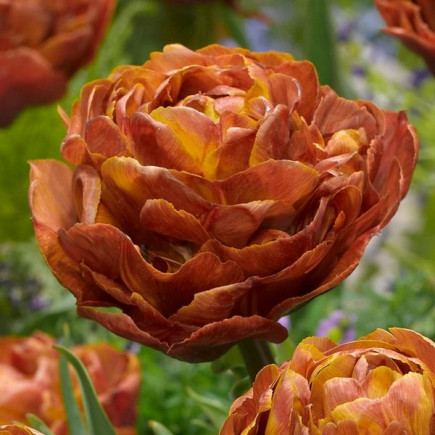 Тюльпан Махровий Brownie 12/+ ПРЕМІУМ ЯКІСТЬ