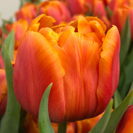 Тюльпан Махровый Caracas 12/+ ПРЕМІУМ ЯКІСТЬ