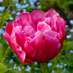 Тюльпан Махровий Chato 12/+ ПРЕМІУМ ЯКІСТЬ