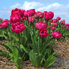 Тюльпан Махровий Chato 12/+ ПРЕМІУМ ЯКІСТЬ