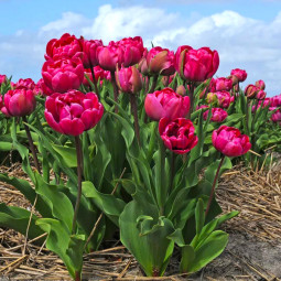 Тюльпан Махровий Chato 12/+ ПРЕМІУМ ЯКІСТЬ