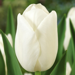 Тюльпан Гігантський Clear Water 12/+ ПРЕМІУМ ЯКІСТЬ