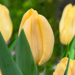 Тюльпан Тріумф Creme Brulee 12/+ ПРЕМІУМ ЯКІСТЬ