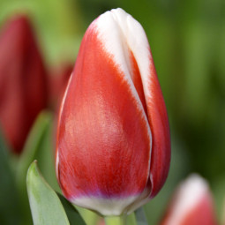 Тюльпан Тріумф De Dijk 12/+ ПРЕМІУМ ЯКІСТЬ