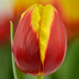 Тюльпан Тріумф Denmark 12/+ ПРЕМІУМ ЯКІСТЬ