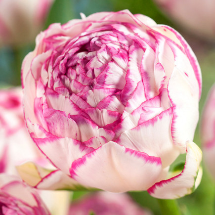 Тюльпан Махровий Double Touch 12/+ ПРЕМІУМ ЯКІСТЬ