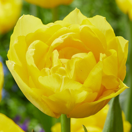 Тюльпан Махровий Double Trouble 12/+ ПРЕМІУМ ЯКІСТЬ