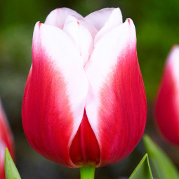 Тюльпан Тріумф Dutch Design 12/+ ПРЕМІУМ ЯКІСТЬ