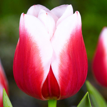 Тюльпан Тріумф Dutch Design 12/+ ПРЕМІУМ ЯКІСТЬ