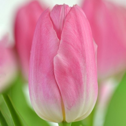 Тюльпан Тріумф Dynasty 12/+ ПРЕМІУМ ЯКІСТЬ