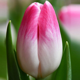 Тюльпан Тріумф Florence 12/+ ПРЕМІУМ ЯКІСТЬ