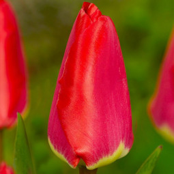 Тюльпан Гібрид Дарвіна Fostery King 12/+ ПРЕМІУМ ЯКІСТЬ