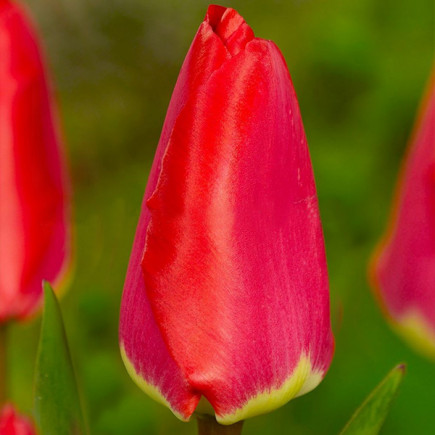 Тюльпан Гібрид Дарвіна Fostery King 12/+ ПРЕМІУМ ЯКІСТЬ