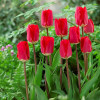 Тюльпан Гібрид Дарвіна Fostery King 12/+ ПРЕМІУМ ЯКІСТЬ