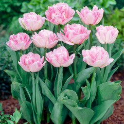 Тюльпан Махровий Foxtrot 12/+ ПРЕМІУМ ЯКІСТЬ