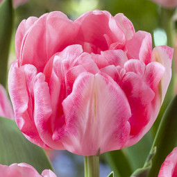 Тюльпан Махровий Foxtrot 12/+ ПРЕМІУМ ЯКІСТЬ