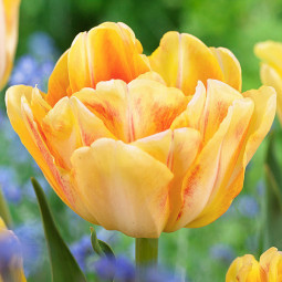 Тюльпан Махровий Foxy Foxtrot 12/+ ПРЕМІУМ ЯКІСТЬ