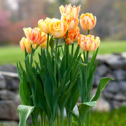 Тюльпан Махровий Foxy Foxtrot 12/+ ПРЕМІУМ ЯКІСТЬ