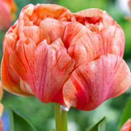 Тюльпан Махровий Gudoshnik Double 12/+ ПРЕМІУМ ЯКІСТЬ