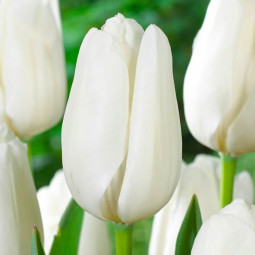 Тюльпан Гібрид Дарвіна Hakuun 12/+ ПРЕМІУМ ЯКІСТЬ